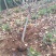 基地直供樱花苗樱花树苗日本樱花树苗嫁接早樱晚樱樱规格齐全