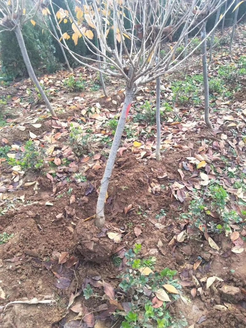 基地直供樱花苗樱花树苗日本樱花树苗嫁接早樱晚樱樱规格齐全
