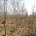 基地直供樱花苗樱花树苗日本樱花树苗嫁接早樱晚樱樱规格齐全