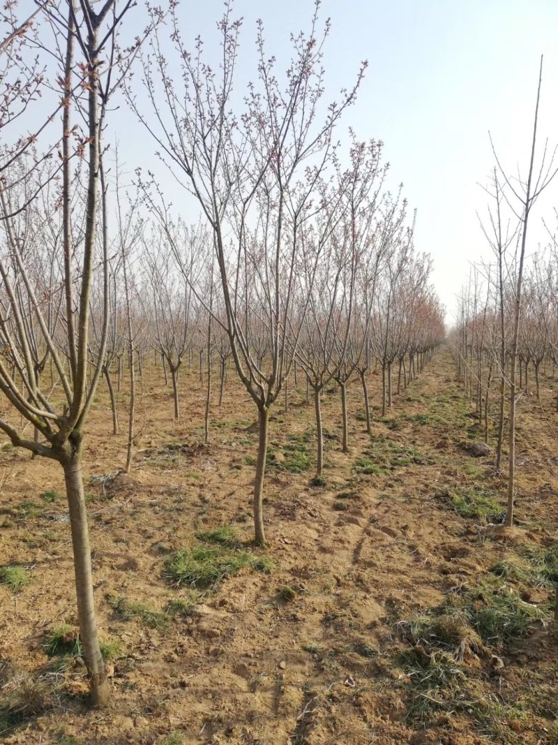 基地直供樱花苗樱花树苗日本樱花树苗嫁接早樱晚樱樱规格齐全