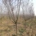基地直供樱花苗樱花树苗日本樱花树苗嫁接早樱晚樱樱规格齐全