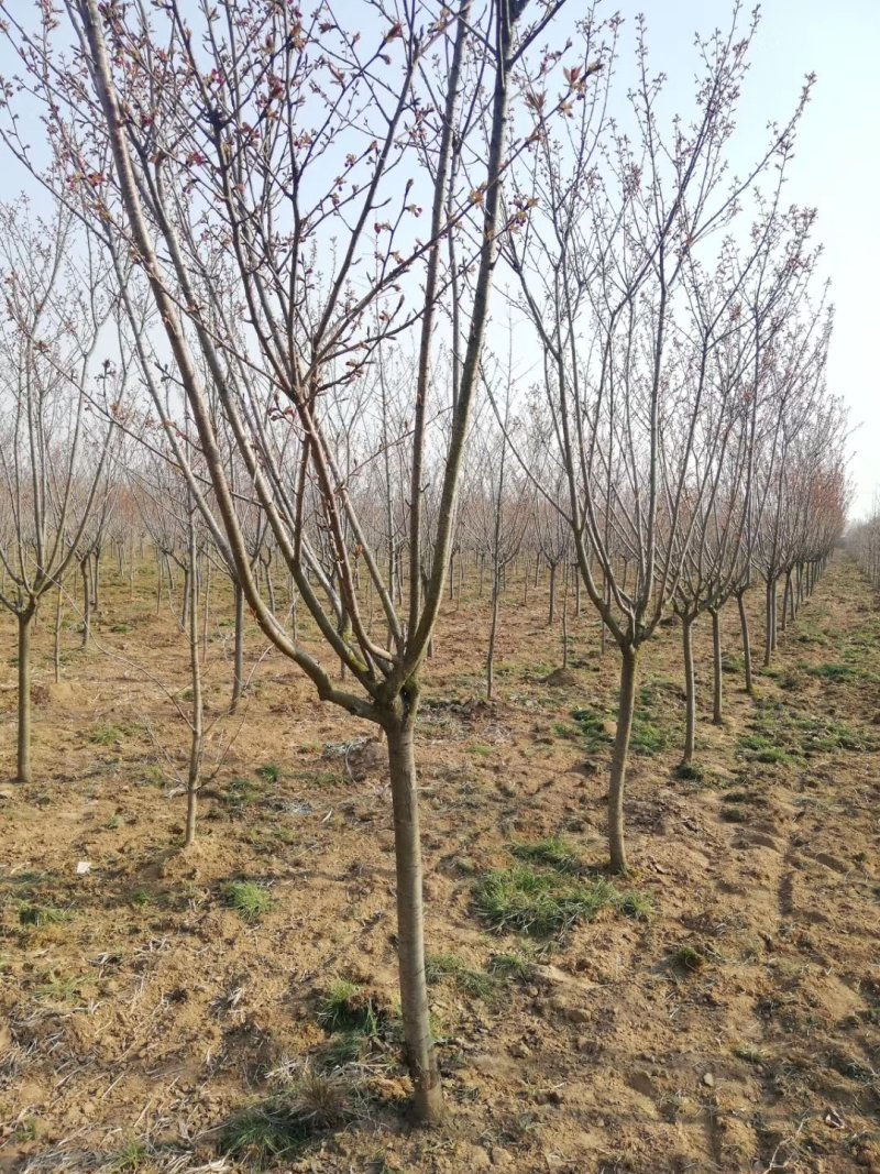 基地直供樱花苗樱花树苗日本樱花树苗嫁接早樱晚樱樱规格齐全