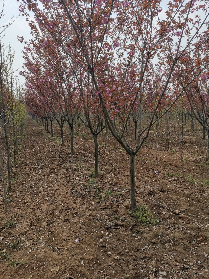 基地直供樱花苗樱花树苗日本樱花树苗嫁接早樱晚樱樱规格齐全