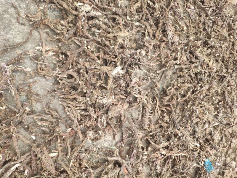 野生石菖蒲