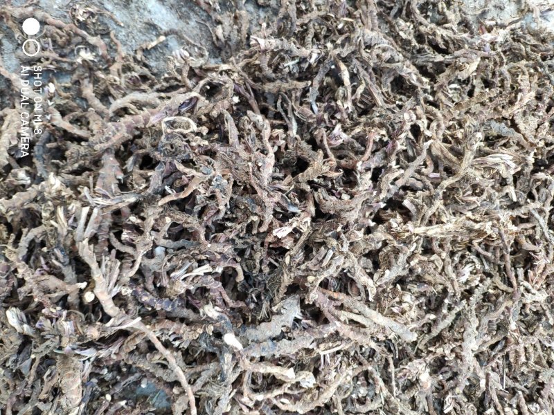 野生石菖蒲