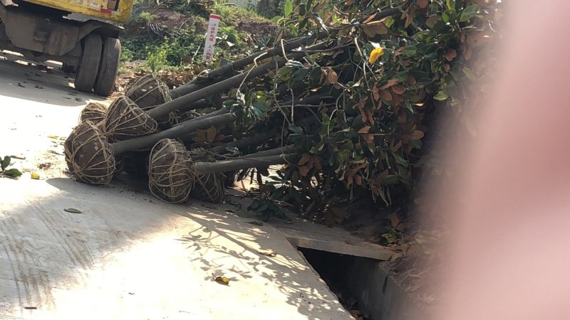 基地广玉兰树苗广玉兰小苗玉兰树苗四季常青玉兰苗