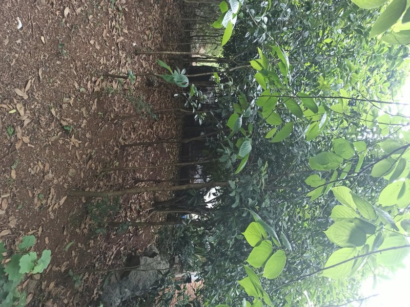 自家栽种的八月桂出售..