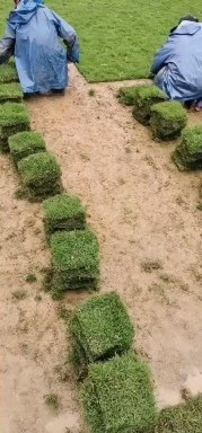 台湾草，台湾青，有货绿化用草苗木大量有货