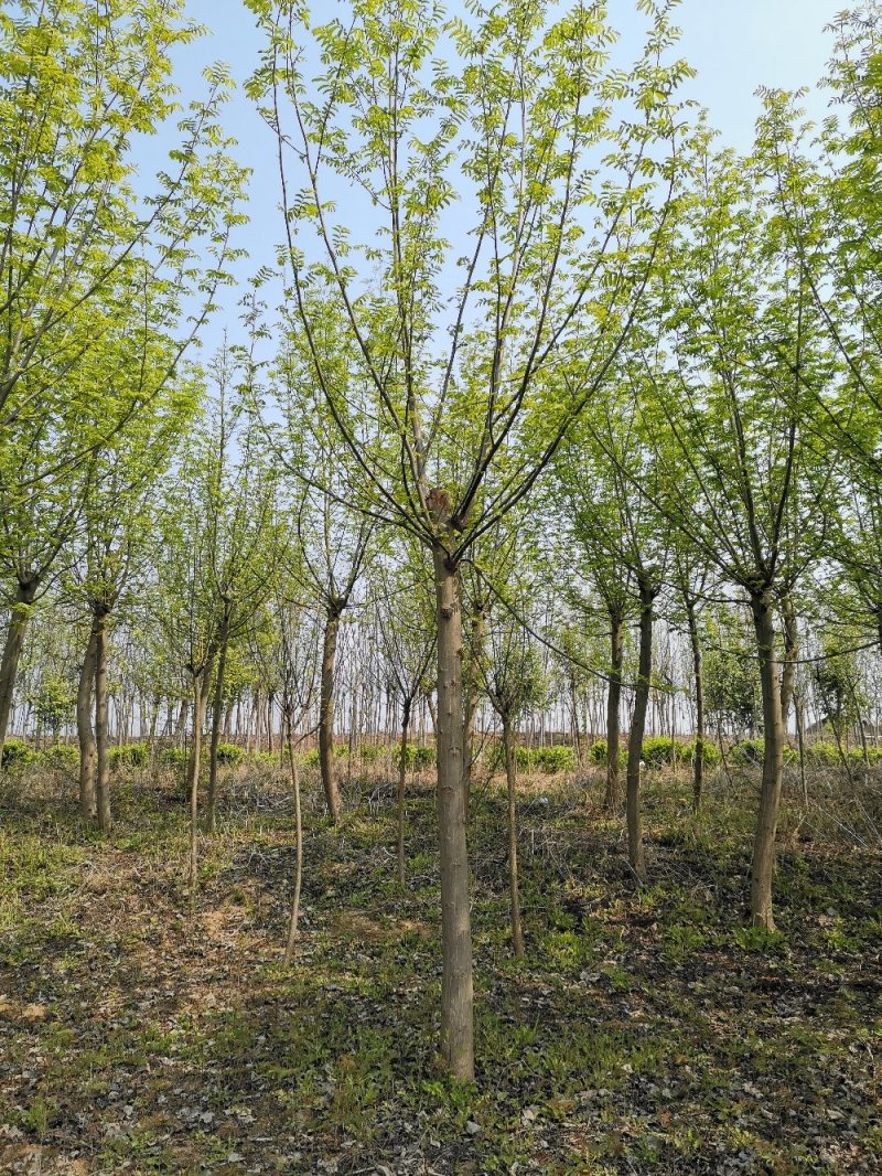 基地直供枫杨工程树燕柳树苗大小规格1公分～30公分