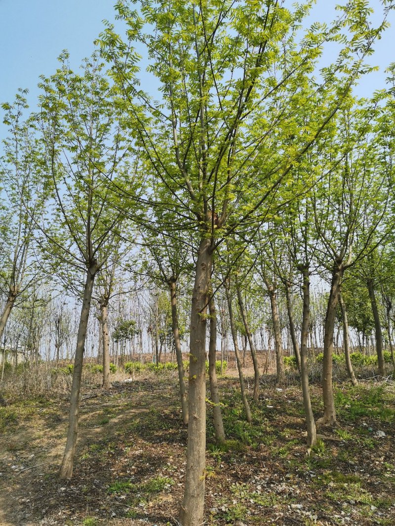 基地直供枫杨工程树燕柳树苗大小规格1公分～30公分