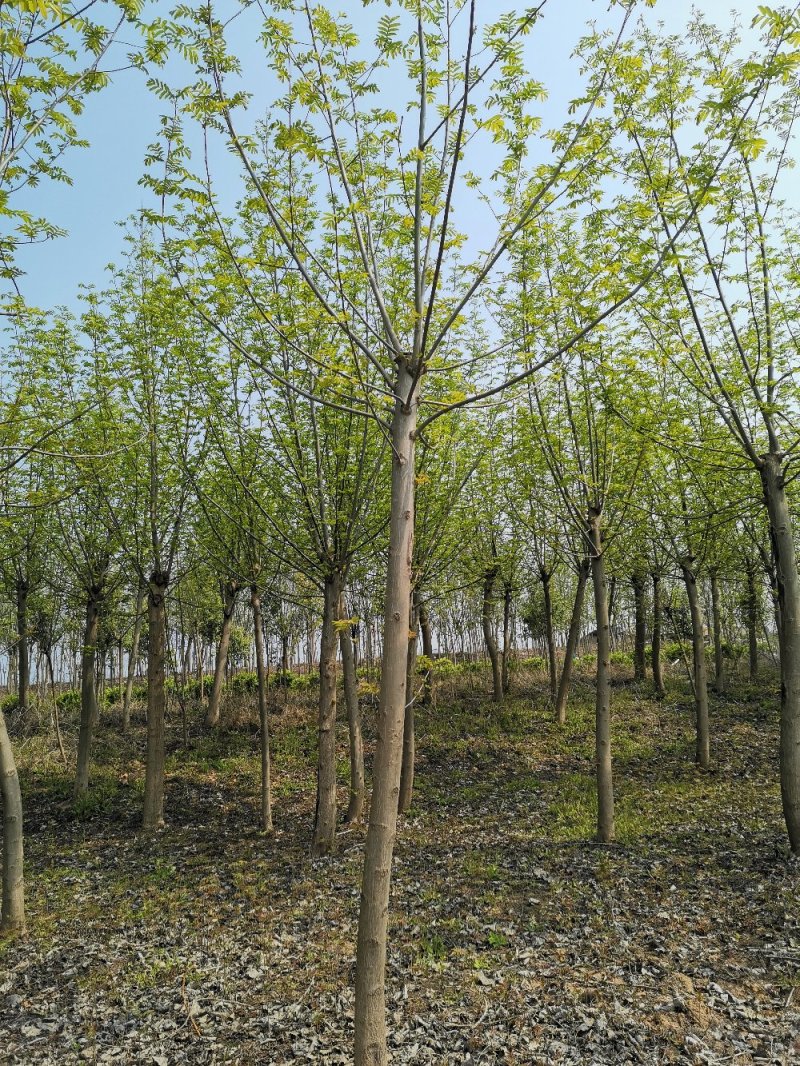 基地直供枫杨工程树燕柳树苗大小规格1公分～30公分