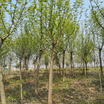 基地直供枫杨工程树燕柳树苗大小规格1公分～30公分