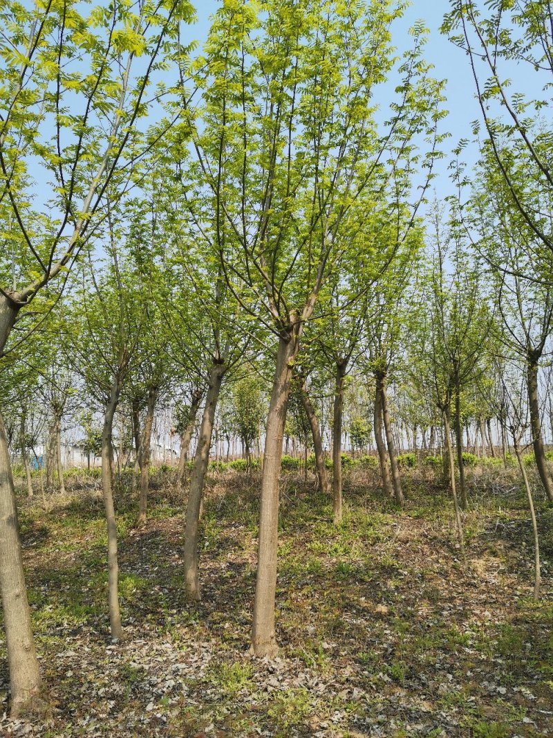 基地直供枫杨工程树燕柳树苗大小规格1公分～30公分