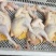 常年供应【白条鸡】农户散养鸡、规格齐全、量大从优