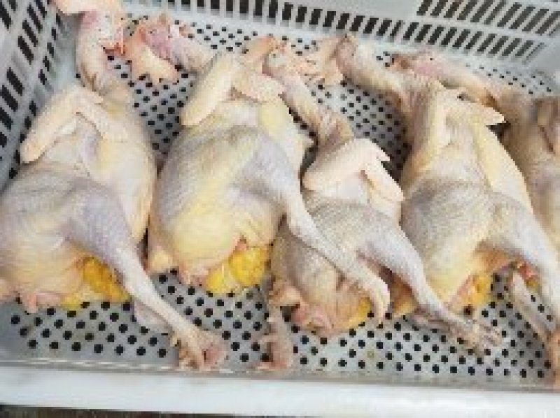 常年供应【白条鸡】农户散养鸡、规格齐全、量大从优