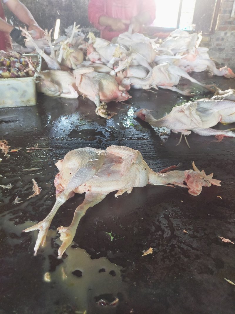 常年供应【白条鸡】农户散养鸡、规格齐全、量大从优