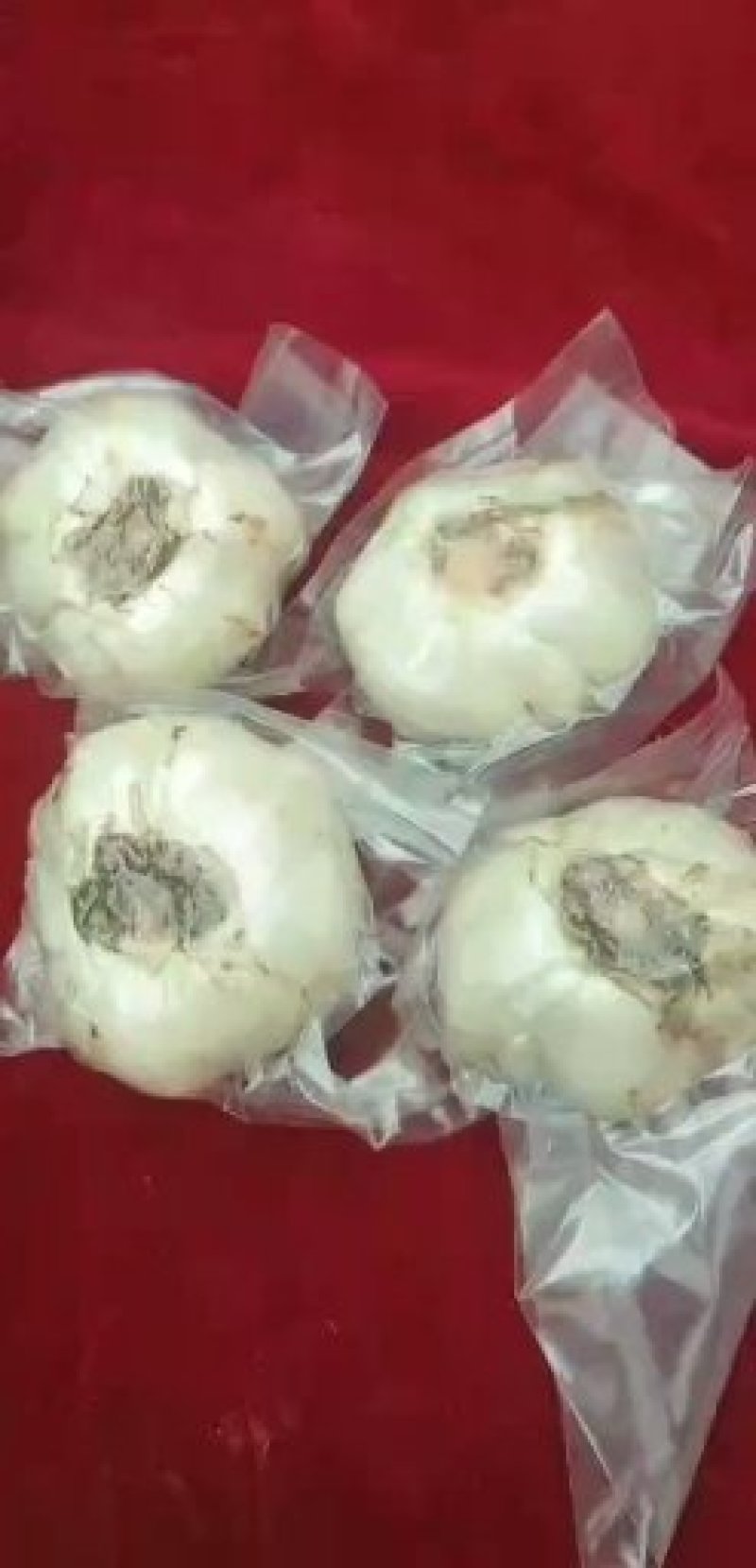 未处理表面带土原生态小百合，中百合，大百合，