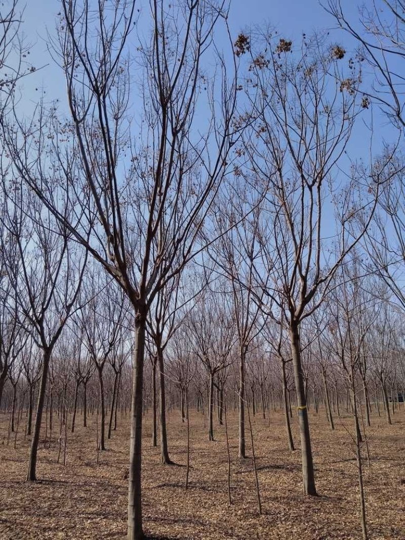 常年供应绿化苗木栾树黄山栾树量大规格齐全