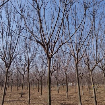常年供应绿化苗木栾树黄山栾树量大规格齐全