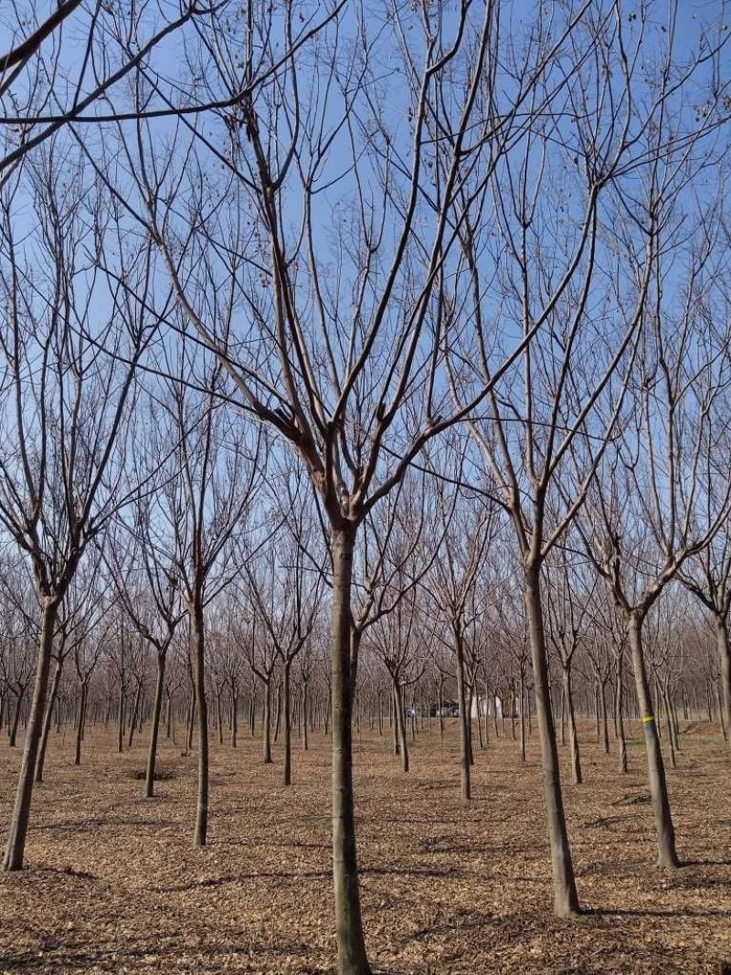 常年供应绿化苗木栾树黄山栾树量大规格齐全
