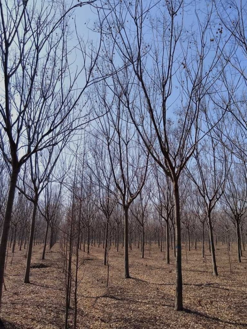 常年供应绿化苗木栾树黄山栾树量大规格齐全