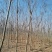 常年供应绿化苗木栾树黄山栾树量大规格齐全