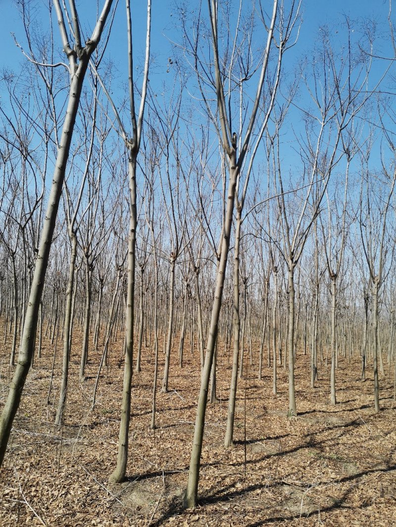 常年供应绿化苗木栾树黄山栾树量大规格齐全