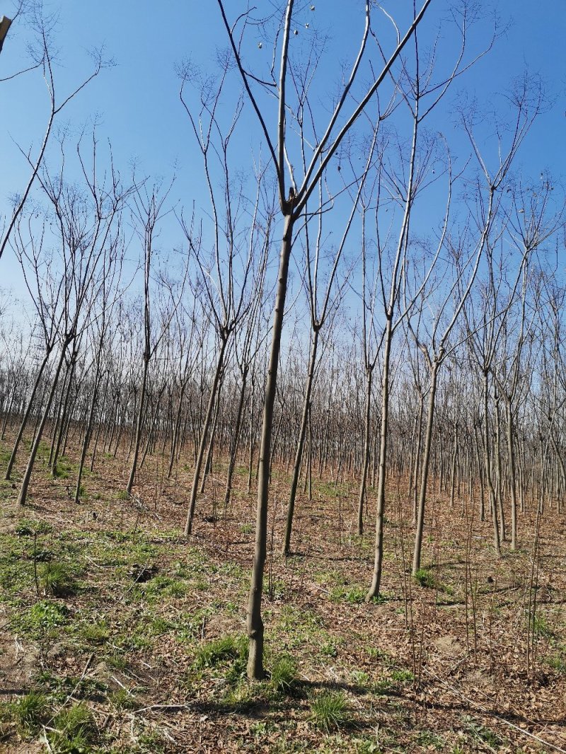 常年供应绿化苗木栾树黄山栾树量大规格齐全