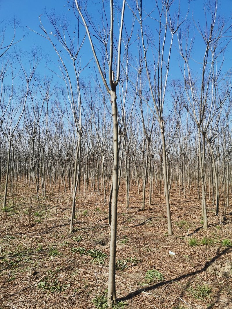 常年供应绿化苗木栾树黄山栾树量大规格齐全