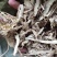 【文斌药业】当归全当归。过三个筛当归地道药材