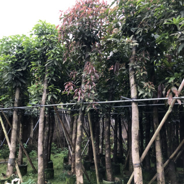 大量供应5公分芒果到15公分光杆和骨架货
