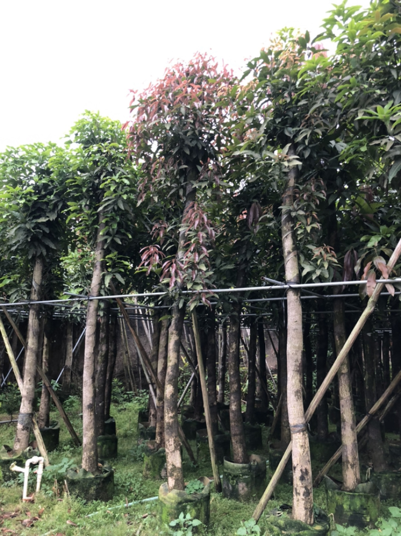 大量供应5公分芒果到15公分光杆和骨架货
