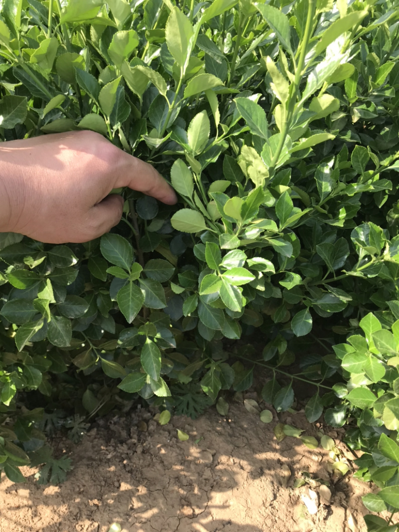 卫矛卫矛球绿篱苗量大从优包装车