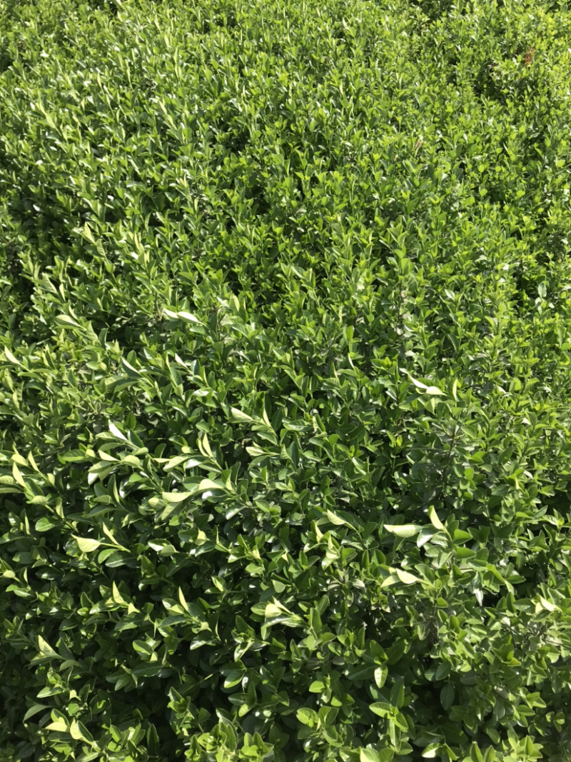 卫矛卫矛球绿篱苗量大从优包装车