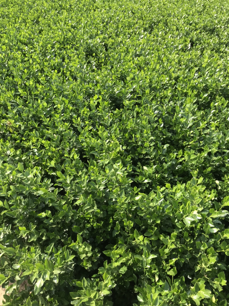 卫矛卫矛球绿篱苗量大从优包装车