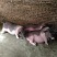 陆川猪，仔猪，小母猪，小花猪各样各种品种的