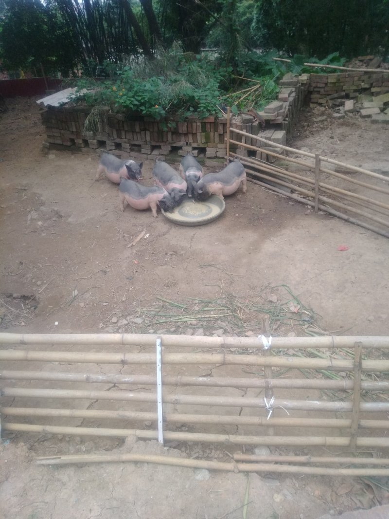 陆川猪，仔猪，小母猪，小花猪各样各种品种的