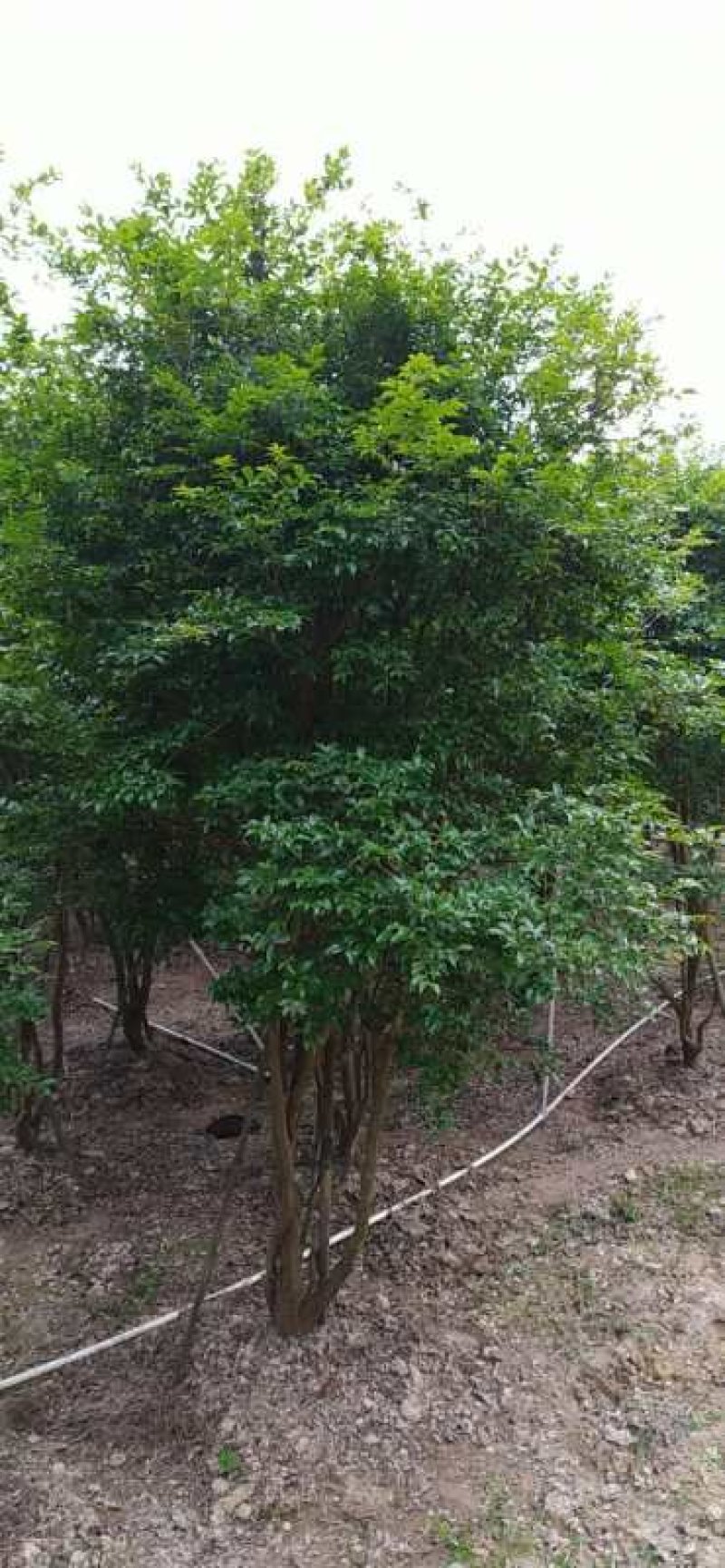 嘉宝果沙巴10年树龄