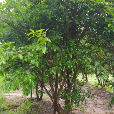 嘉宝果沙巴10年树龄