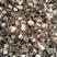 百合籽球扩繁育种专用产量高繁育速度快耐寒多年生