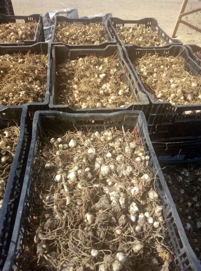 百合籽球扩繁育种专用产量高繁育速度快耐寒多年生