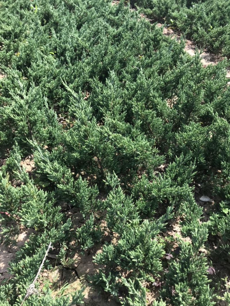地柏趴地柏铺地柏小苗提供发票量大从优包装车