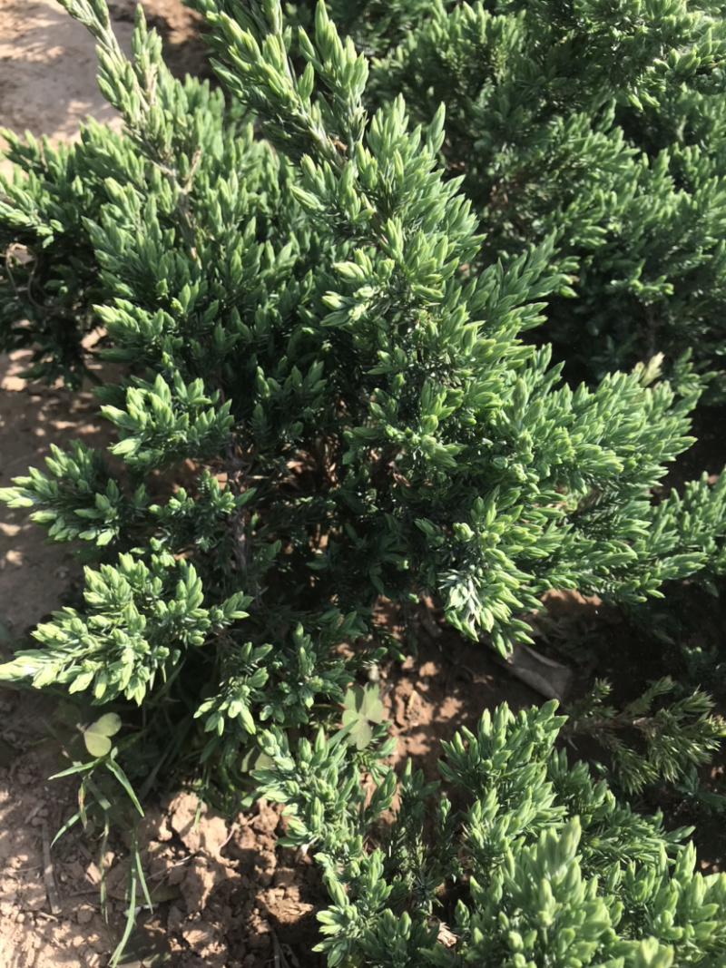 地柏趴地柏铺地柏小苗提供发票量大从优包装车