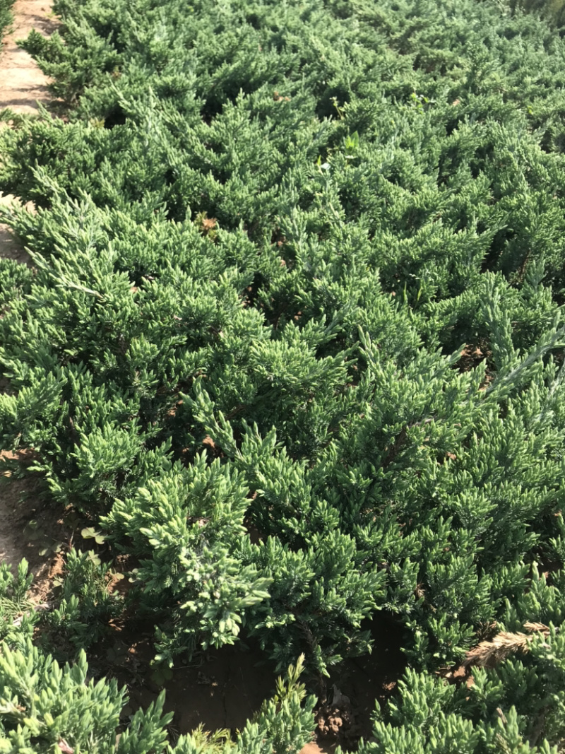 地柏趴地柏铺地柏小苗提供发票量大从优包装车