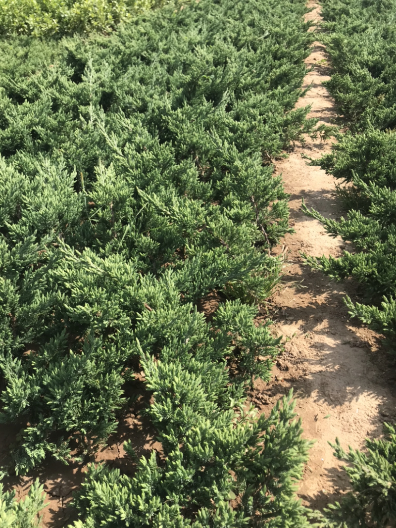 地柏趴地柏铺地柏小苗提供发票量大从优包装车