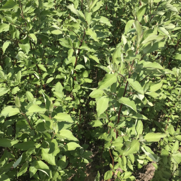 红瑞木苗红马球苗提供发票量大从优包装车