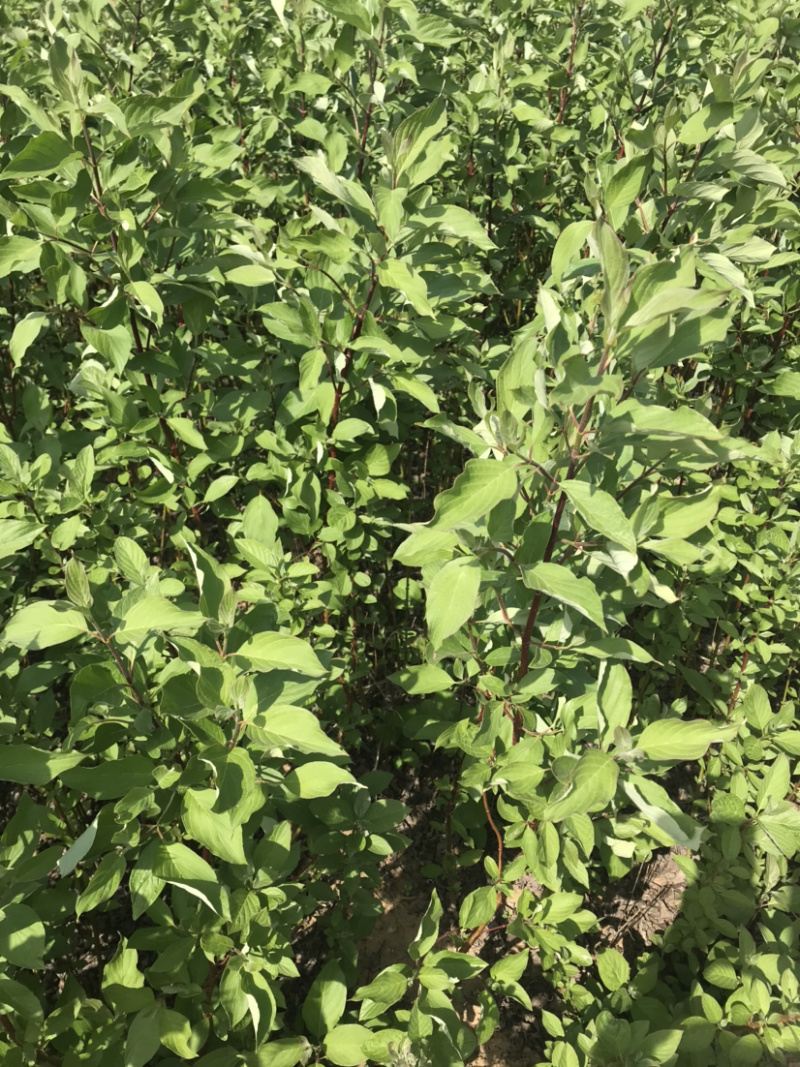 红瑞木苗红马球苗提供发票量大从优包装车