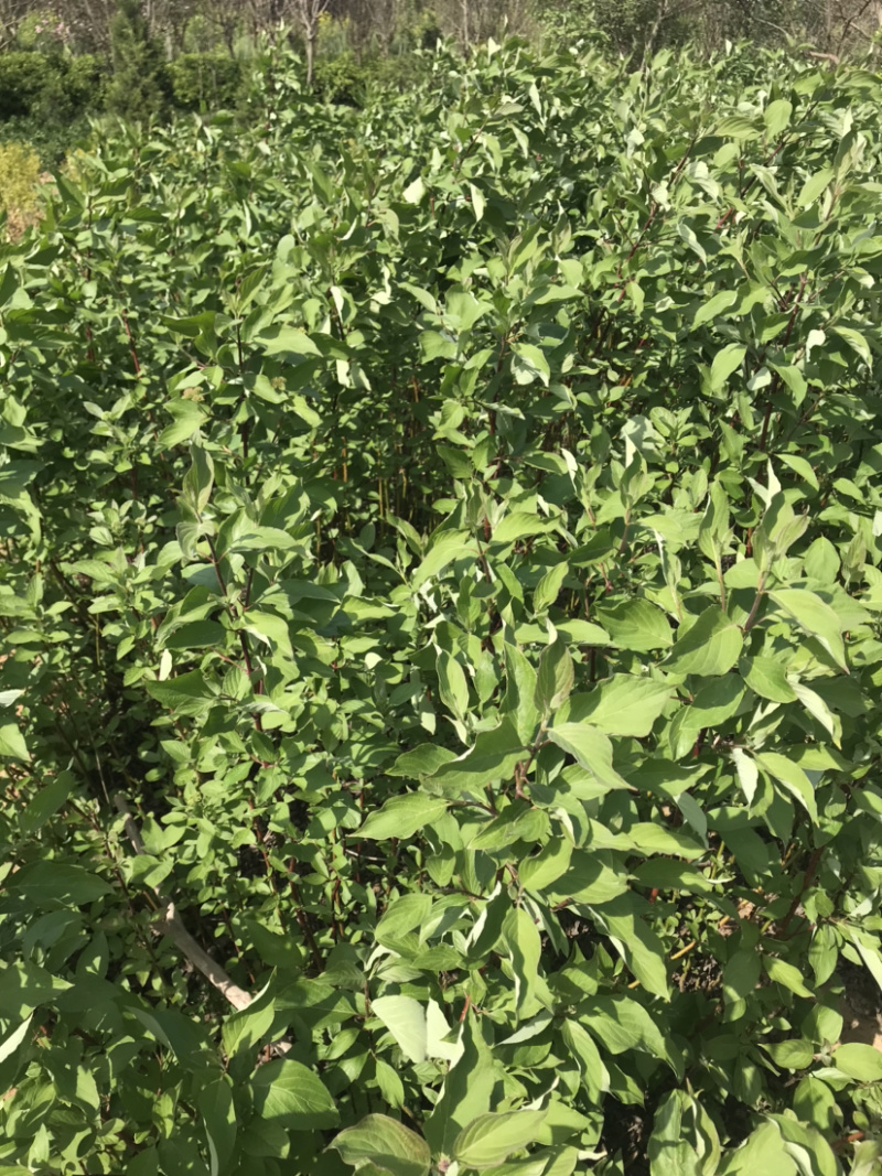 红瑞木苗红马球苗提供发票量大从优包装车