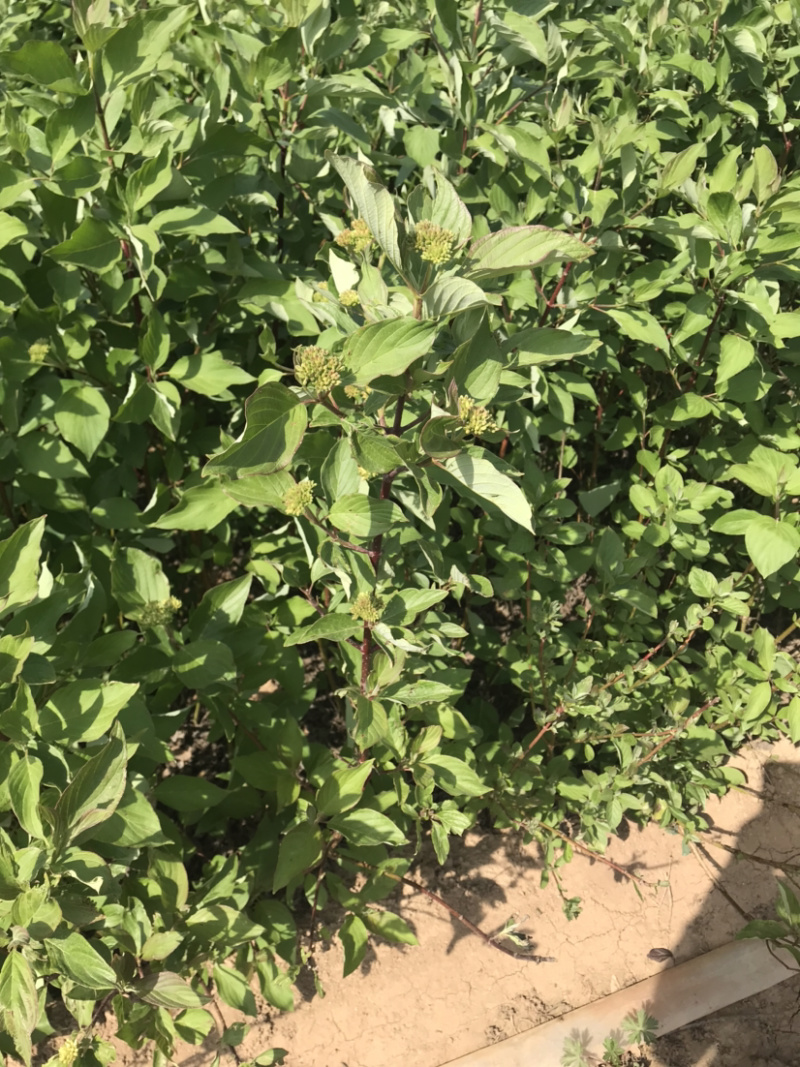 红瑞木苗红马球苗提供发票量大从优包装车
