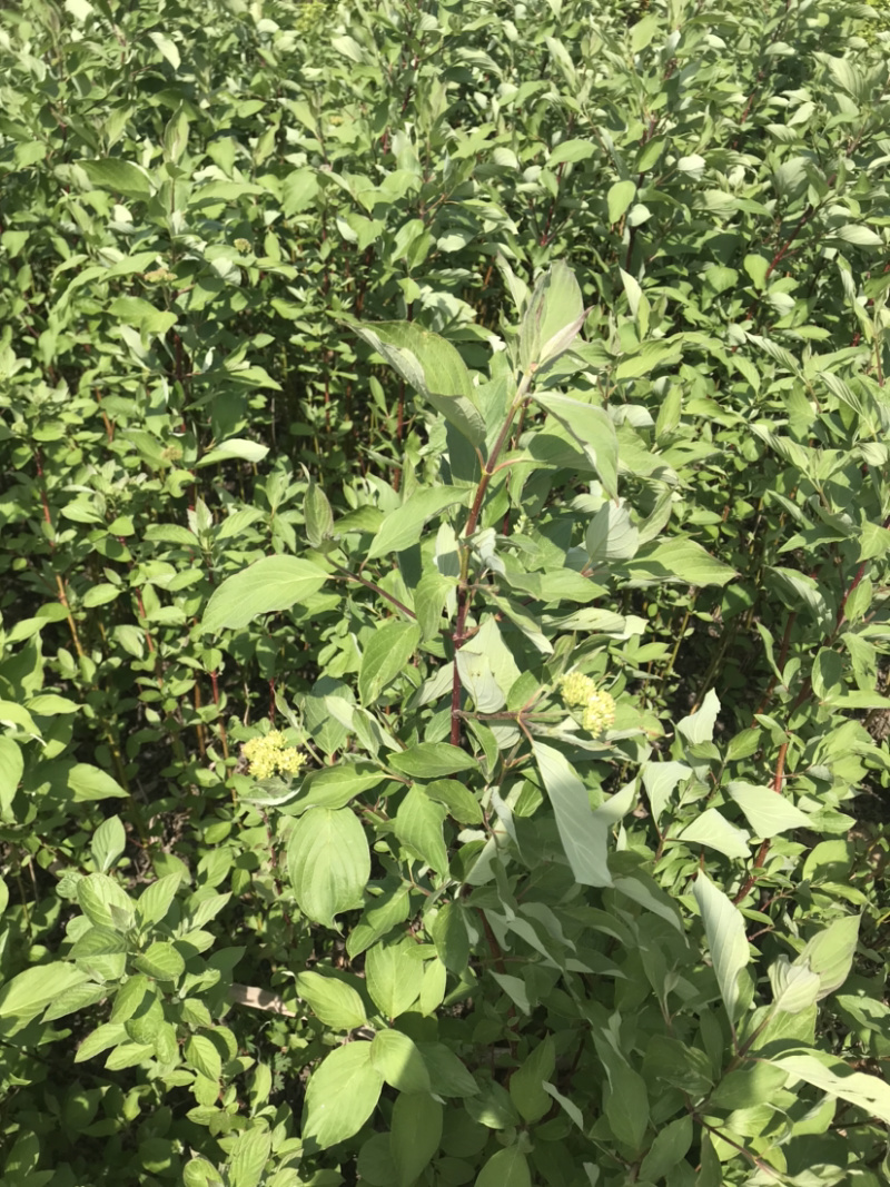 红瑞木苗红马球苗提供发票量大从优包装车
